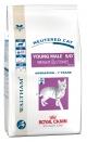 Young male gatto sterilizzato